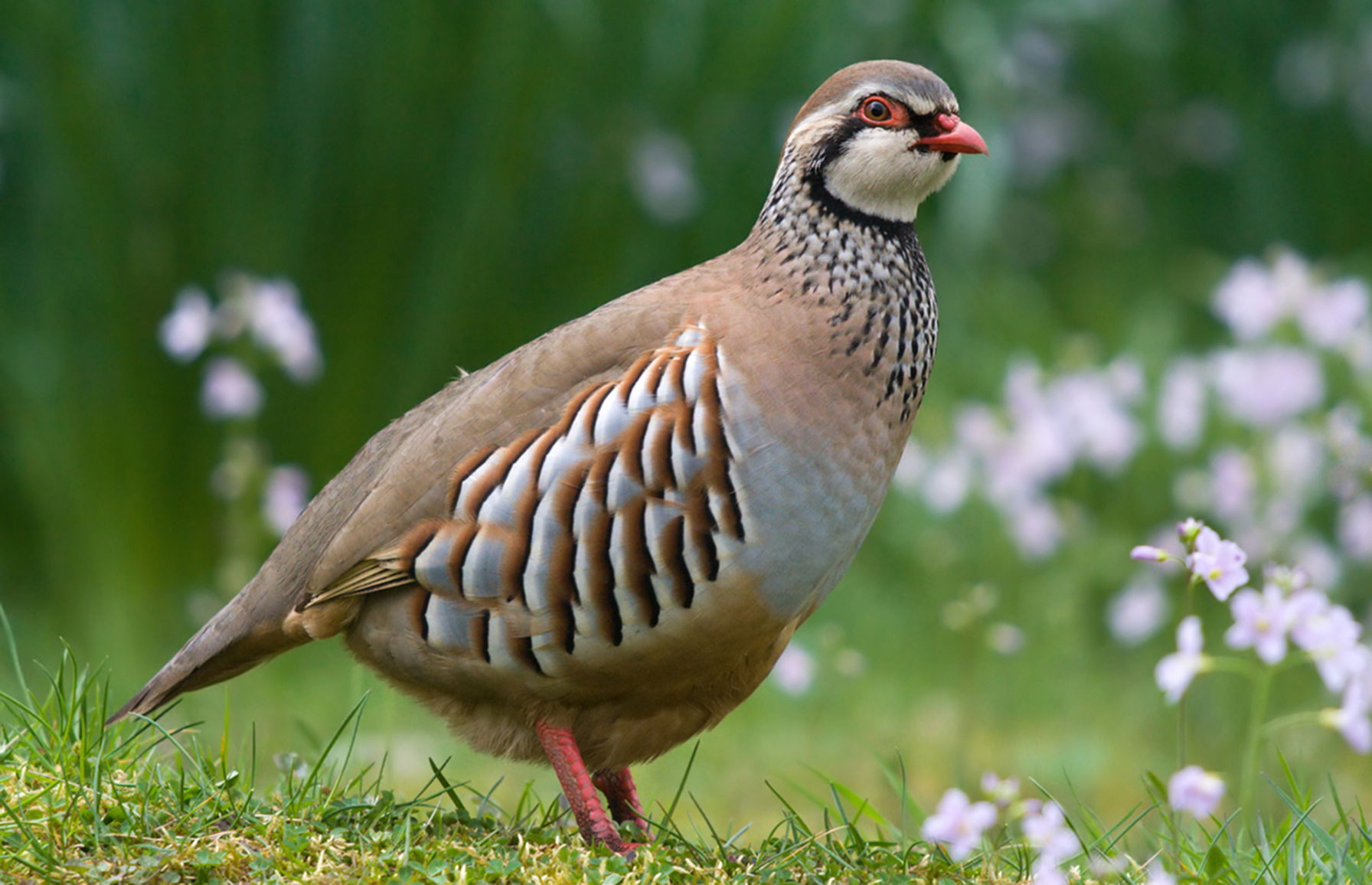Partridge in a Pear Tree